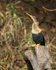 Anhinga (female) perched, Sarapiqui River, Costa Rica