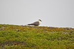 Long-tailed Skua
