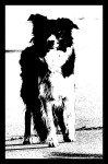 The Beach Dog