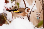Goldfinch portfolio