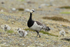 Adult Barnacle Goose & goslings, Jokulsarlon, Iceland
