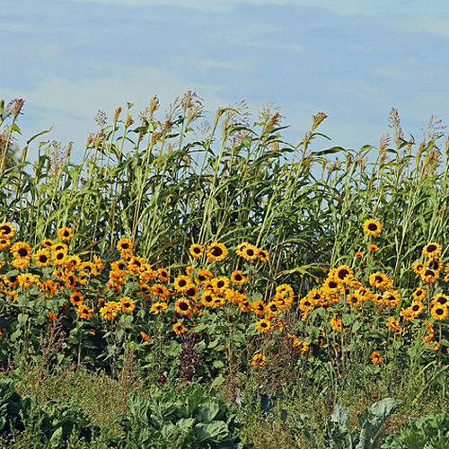 A row of sunflowers.