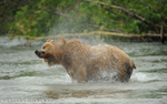 On other grizzly at Margot creek.
