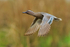 Garganey (male) flying, Stratfield Brake, Oxfordshire