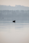 Coot at sun rise in Bristol