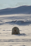 Polarbear 5547
