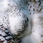 Snowy Owl