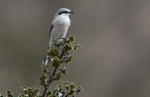 Female Northern Grey Shrike.