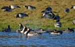 Barnacle Geese