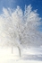Downpour of Snow on Tree