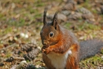 Red Squirrel