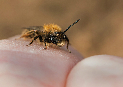 [i]Andrena clarkella[/i] male at a nesting site. Warwickshire 2013.