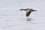Red-legged Cormorant flying low over sea, Chanaral Island, Chile