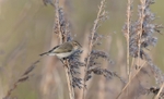 Siberian Chiff Chaff