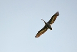 Dalmatian Pelican