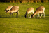 Fallow Deer - Farmland