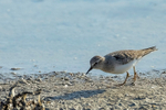 Temmincks Stint  1604-10014