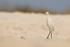 Cattle Egret on beach, Espanola, Galapagos