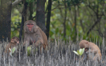 Rhesus Macaques