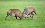 Red Deer - Cervus elaphus