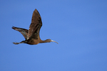 Flying Glossy Ibis (juvenile), Wakodahatchee Wetlands, Florida
