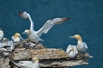 Gannets