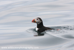 SBA016: Puffin