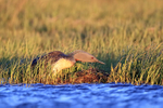 Red-throated Diver checks egg on nest, Floi, Iceland