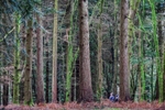 New Forest Tall Trees 03