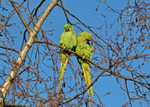 Ring-necked Parakeets