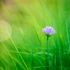 Lone Chive