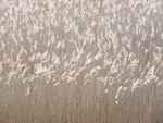 dancing grasses