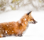 Red Fox In Snow #2