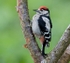Great Spotted Woodpecker
