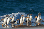 Gentoo Penguins