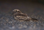 Nightjar