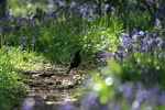 Blue Bells _S099