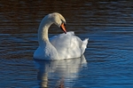 Mute Swan