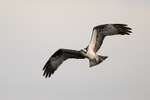 Osprey flying, Blue Cypress Lake, Florida