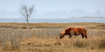 Assateague Pony