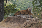 Bengal Tiger laying on rock, Bandhavgarh Reserve, India