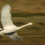 Whooper Swan