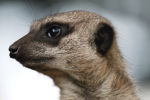 Merkat  _AGT065