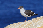 Dolphin Gull, Carcass Island, Falklands