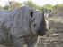 Black Rhino