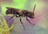 Chelostoma campanularum (m)