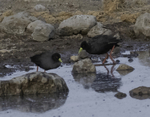 Black Crake
