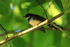 Sunda Pied Fantail, Mekong Delta, Vietnam