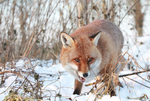 Red Fox in snow_ AGTO165