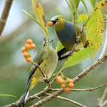 Long-tailed Silky-flycatcher (male and female), Costa Rica